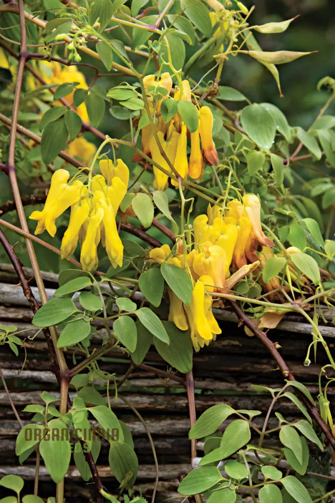 Yellow Bleeding Heart Flower Seeds For Planting Vibrant Blooms To Your Garden With These