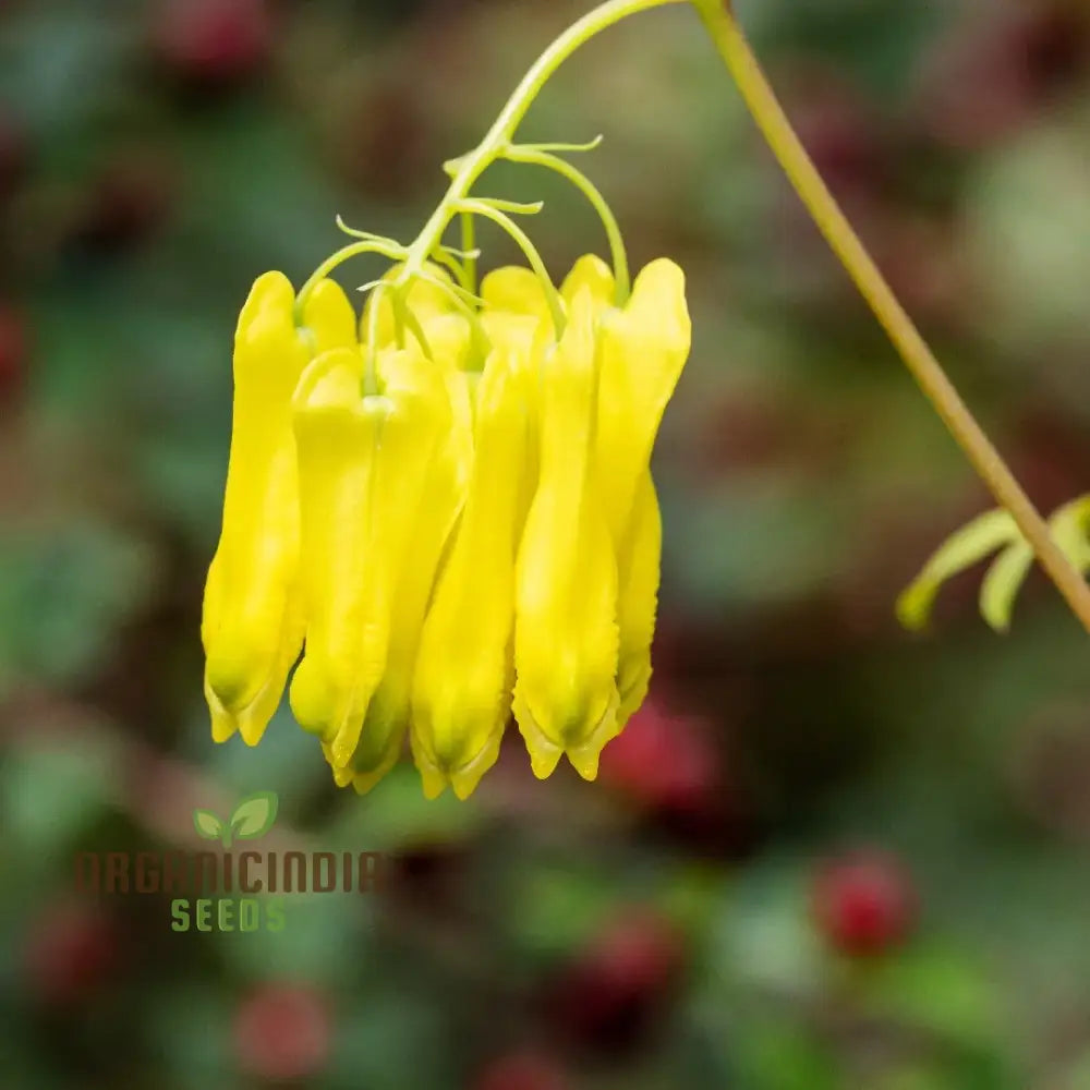 Yellow Bleeding Heart Flower Seeds For Planting Vibrant Blooms To Your Garden With These