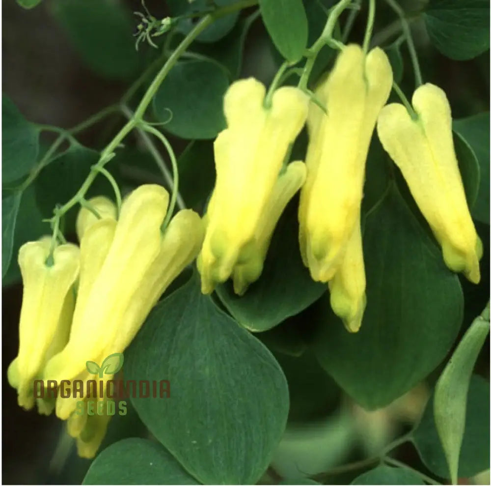 Yellow Bleeding Heart Flower Seeds For Planting Vibrant Blooms To Your Garden With These