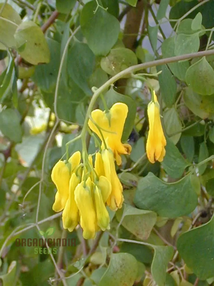 Yellow Bleeding Heart Flower Seeds For Planting Vibrant Blooms To Your Garden With These