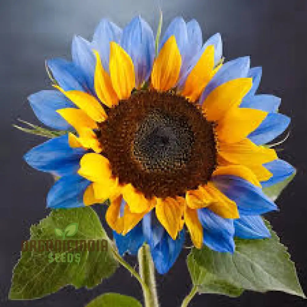 Yellow Blue Blooms To Your Garden Planting Guide For Sunflower Seeds