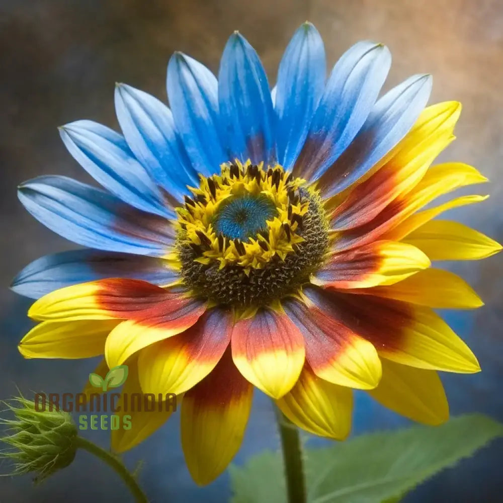 Yellow Blue Blooms To Your Garden Planting Guide For Sunflower Seeds