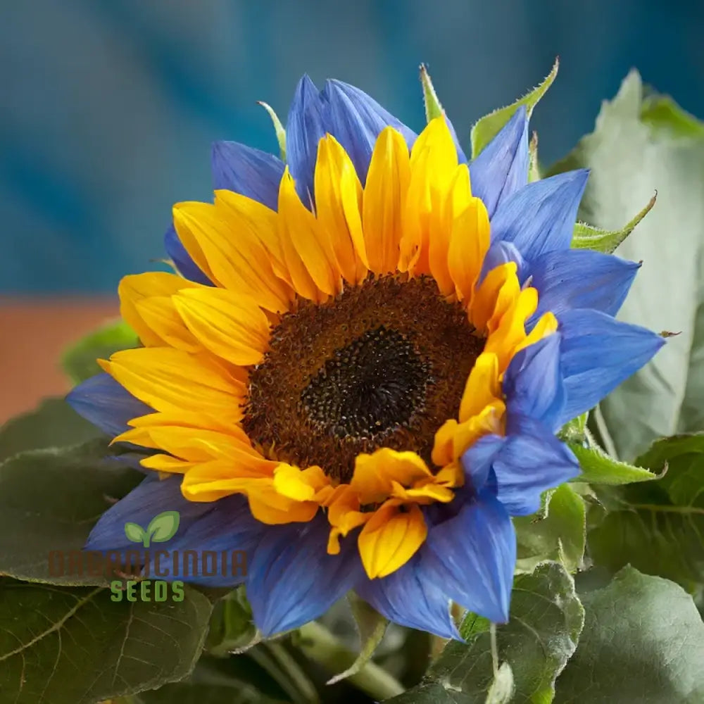 Yellow Blue Blooms To Your Garden Planting Guide For Sunflower Seeds