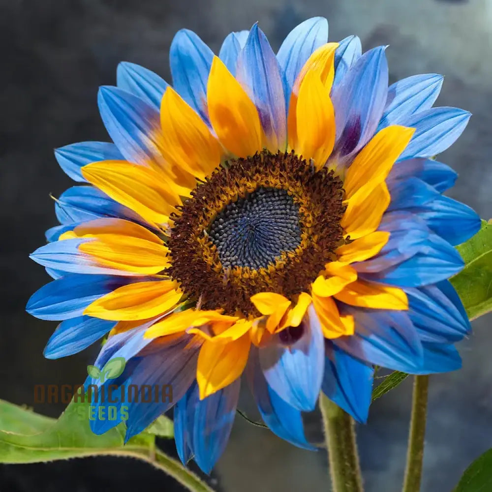 Yellow Blue Blooms To Your Garden Planting Guide For Sunflower Seeds