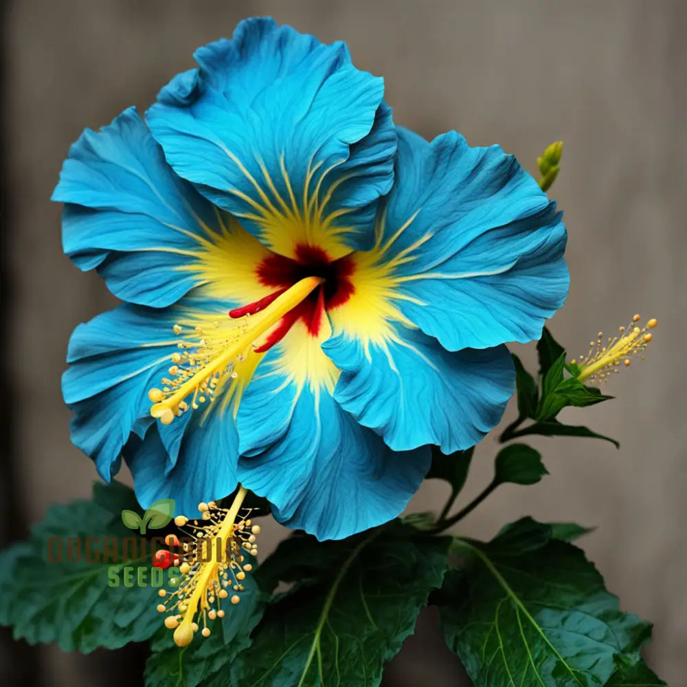 Yellow Blue Hibiscus Flower Seeds Add Vibrant Colors To Your Garden Annuals