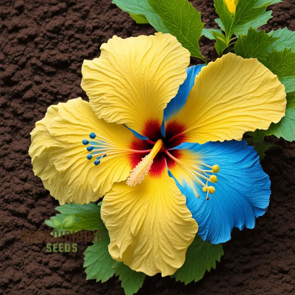 Yellow Blue Hibiscus Flower Seeds Add Vibrant Colors To Your Garden Annuals