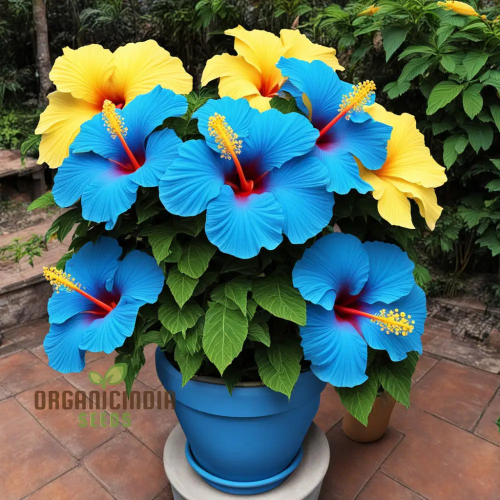 Yellow Blue Hibiscus Flower Seeds Add Vibrant Colors To Your Garden Annuals