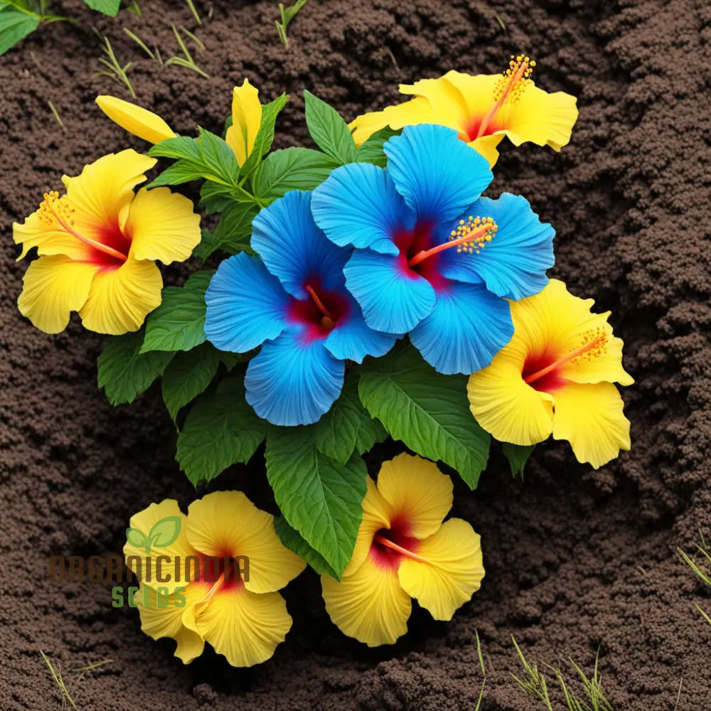 Yellow Blue Hibiscus Flower Seeds Add Vibrant Colors To Your Garden Annuals