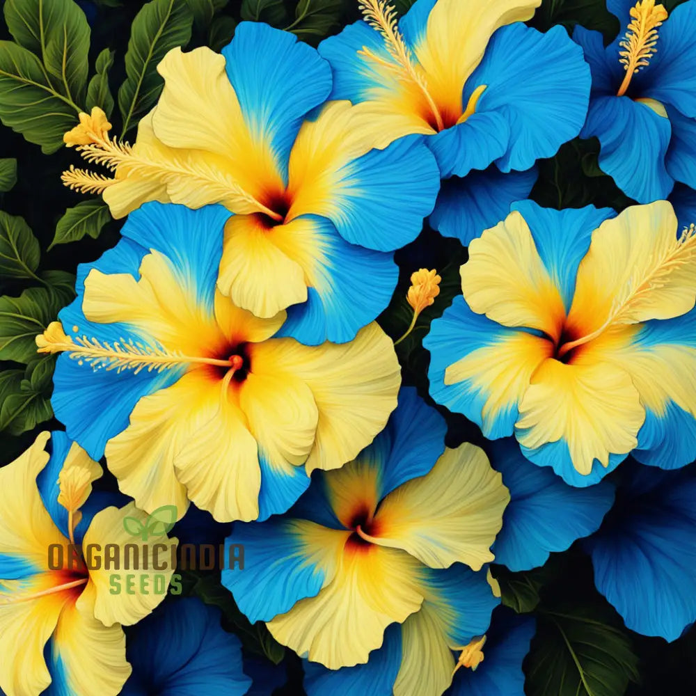 Yellow Blue Hibiscus Flower Seeds Add Vibrant Colors To Your Garden Annuals