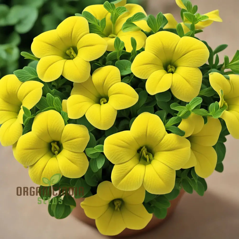 Yellow Calibrachoa Flower Seeds For Planting – Experience The Joy Of Gardening With Radiant