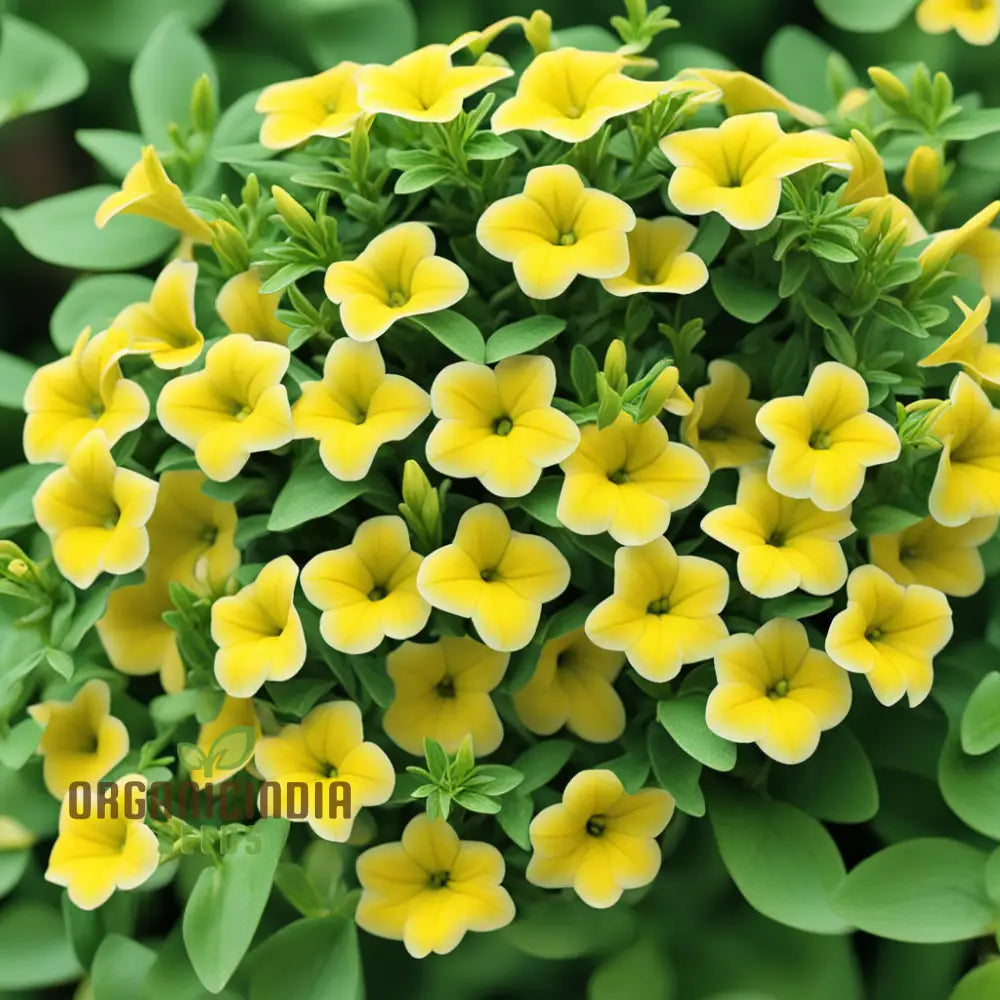 Yellow Calibrachoa Flower Seeds For Planting – Experience The Joy Of Gardening With Radiant