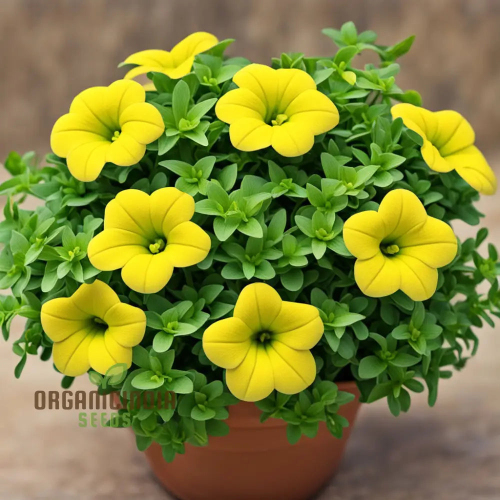 Yellow Calibrachoa Flower Seeds For Planting – Experience The Joy Of Gardening With Radiant