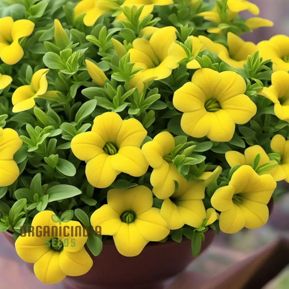 Yellow Calibrachoa Flower Seeds For Planting – Experience The Joy Of Gardening With Radiant