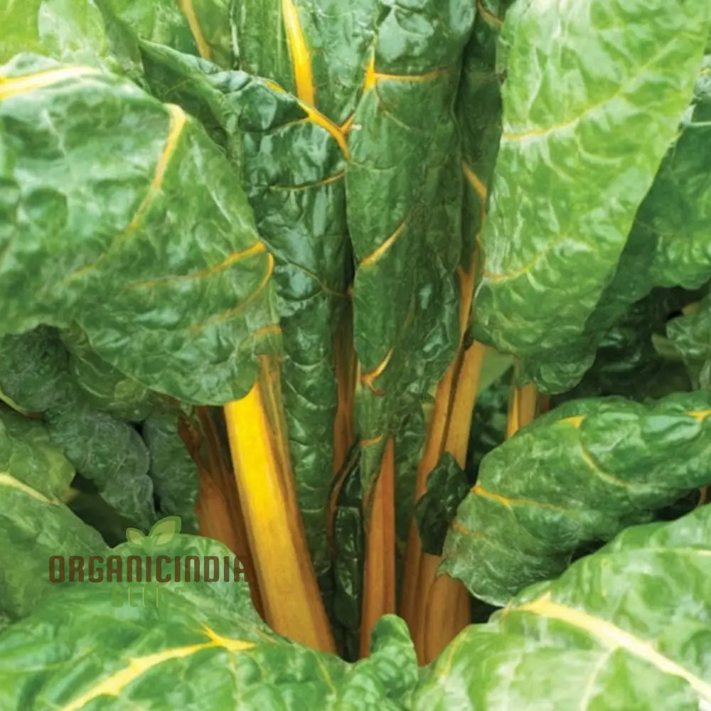 Yellow Chard Seeds - Vibrant And Nutritious Additions To Your Garden Plate