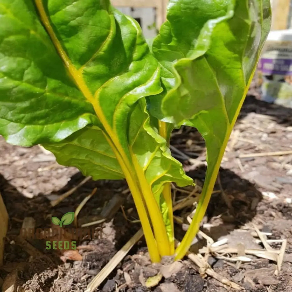 Yellow Chard Seeds - Vibrant And Nutritious Additions To Your Garden Plate