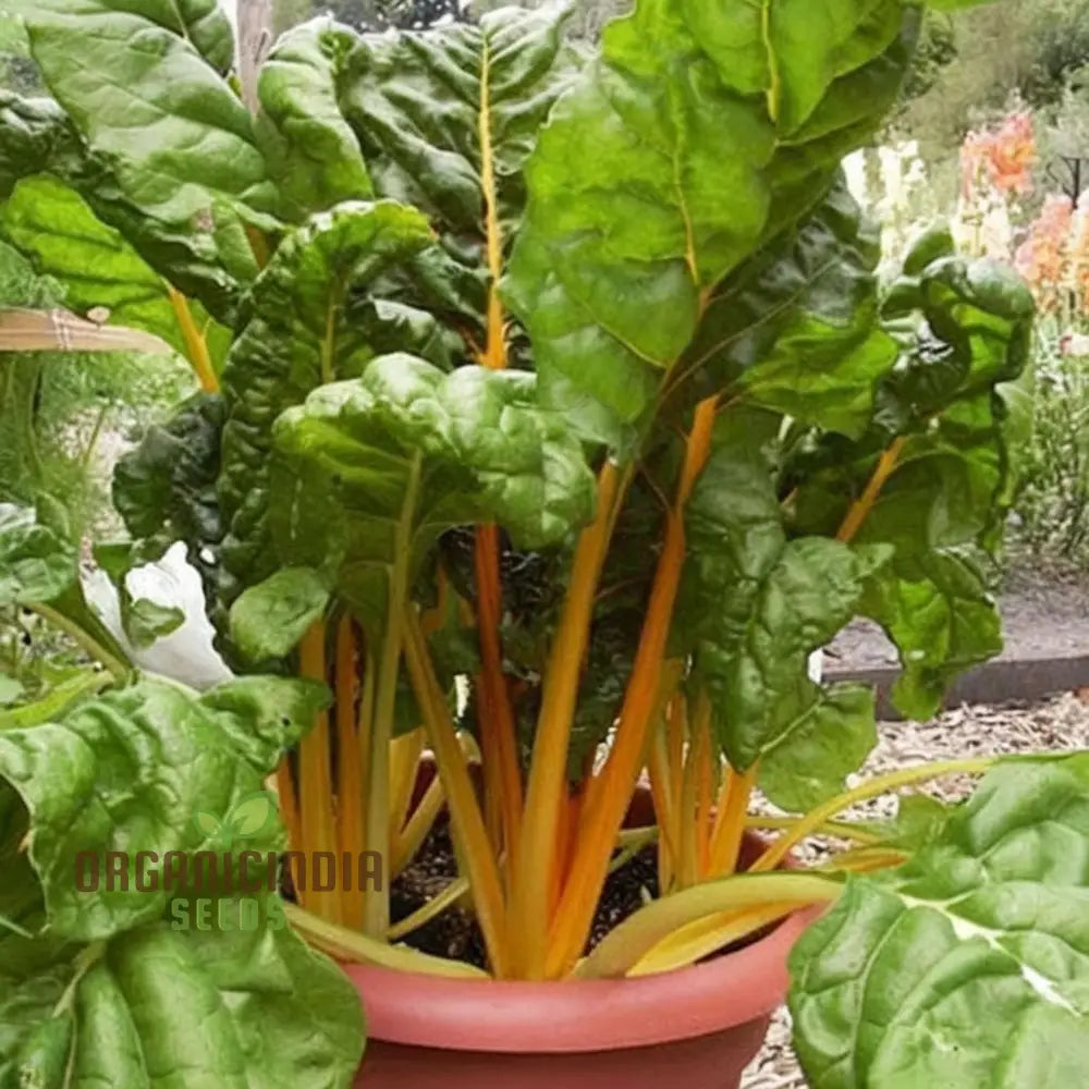 Yellow Chard Seeds - Vibrant And Nutritious Additions To Your Garden Plate