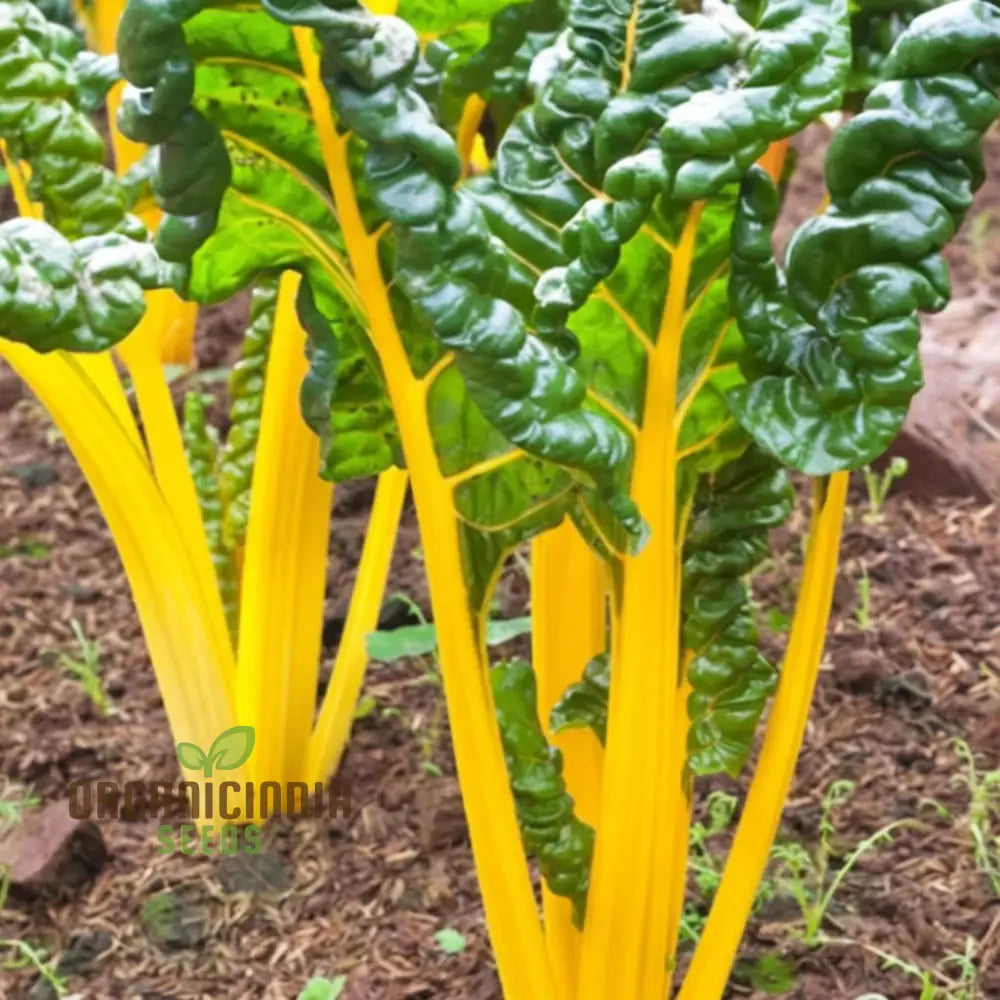 Yellow Chard Seeds - Vibrant And Nutritious Additions To Your Garden Plate