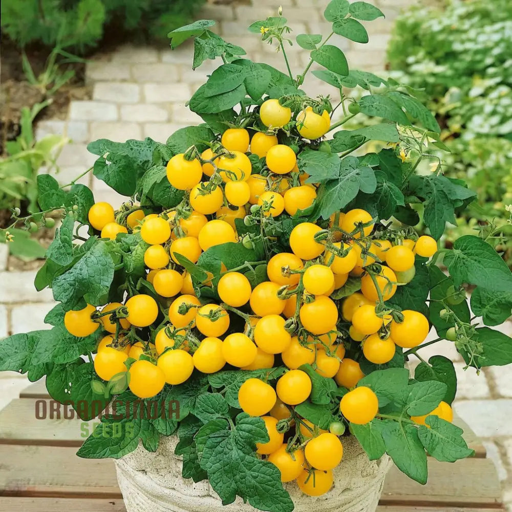 Yellow Cherry Tomato Vegetable Seeds Growing Golden Delights A Comprehensive Guide To Planting And