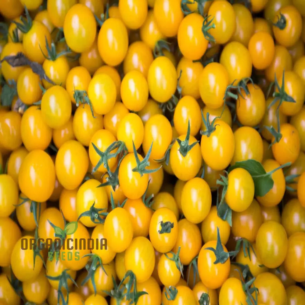 Yellow Cherry Tomato Vegetable Seeds Growing Golden Delights A Comprehensive Guide To Planting And