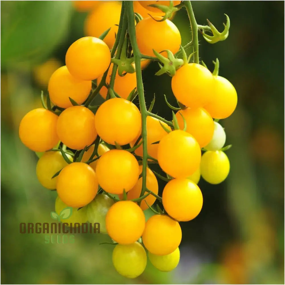 Yellow Cherry Tomato Vegetable Seeds Growing Golden Delights A Comprehensive Guide To Planting And