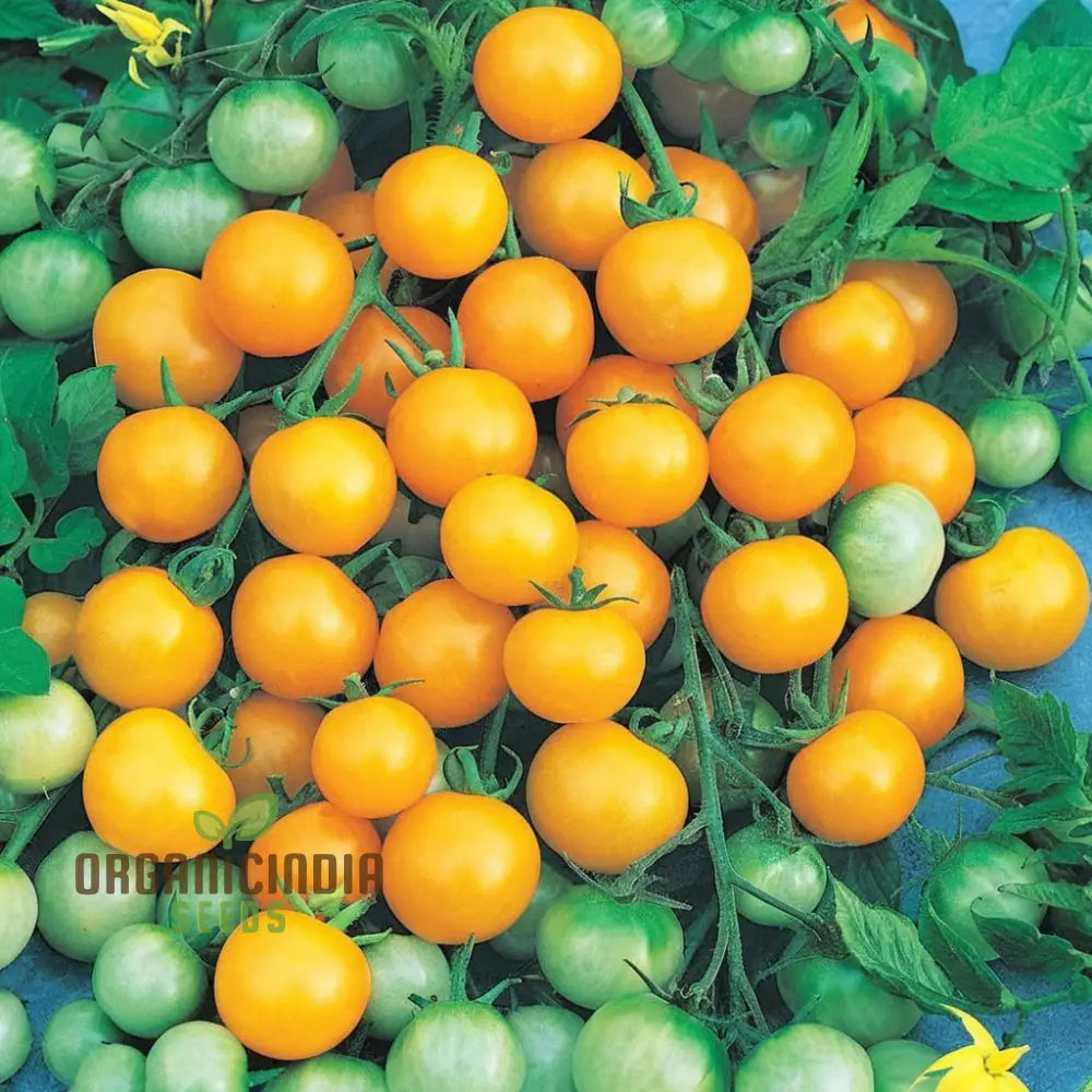 Yellow Cherry Tomato Vegetable Seeds Growing Golden Delights A Comprehensive Guide To Planting And