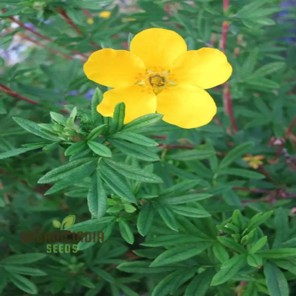 Yellow Cinquefoil Seeds – Elevate Your Gardening Experience With Vibrant Long-Lasting Blooms