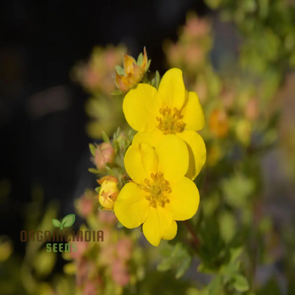 Yellow Cinquefoil Seeds – Elevate Your Gardening Experience With Vibrant Long-Lasting Blooms