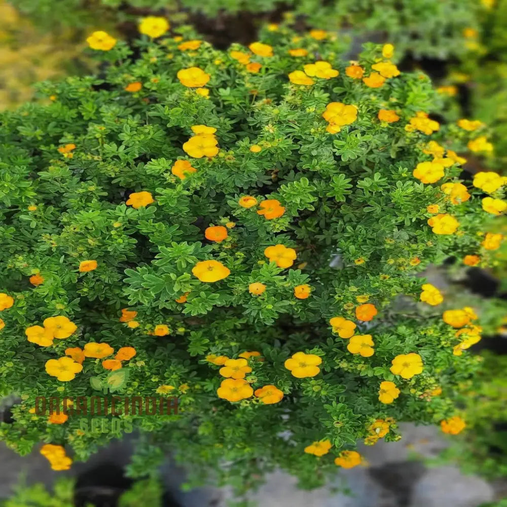 Yellow Cinquefoil Seeds – Elevate Your Gardening Experience With Vibrant Long-Lasting Blooms