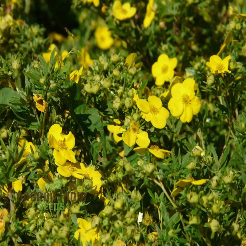 Yellow Cinquefoil Seeds – Elevate Your Gardening Experience With Vibrant Long-Lasting Blooms