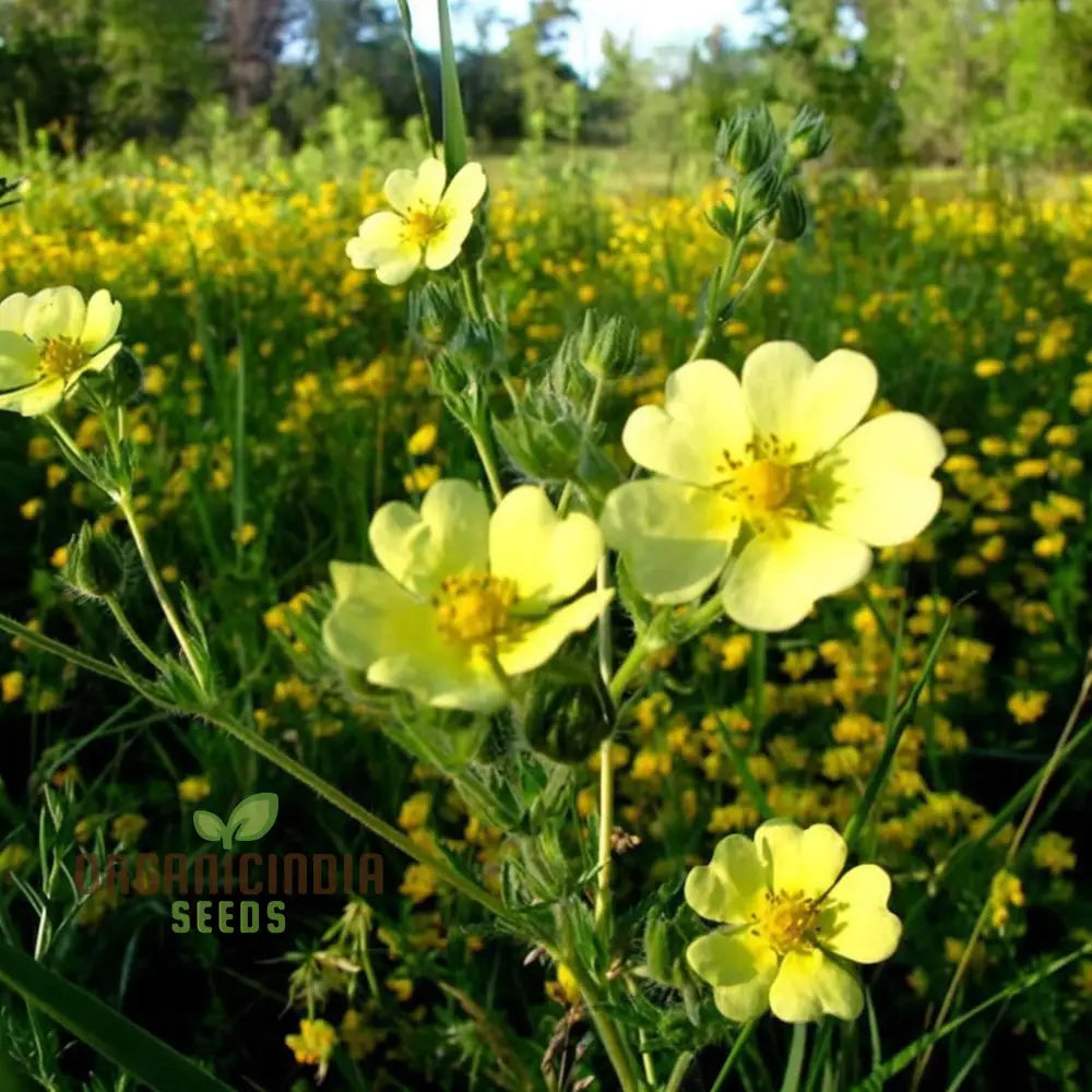 Yellow Cinquefoil Seeds â€“ Elevate Your Gardening Experience With Vibrant Long-Lasting Blooms