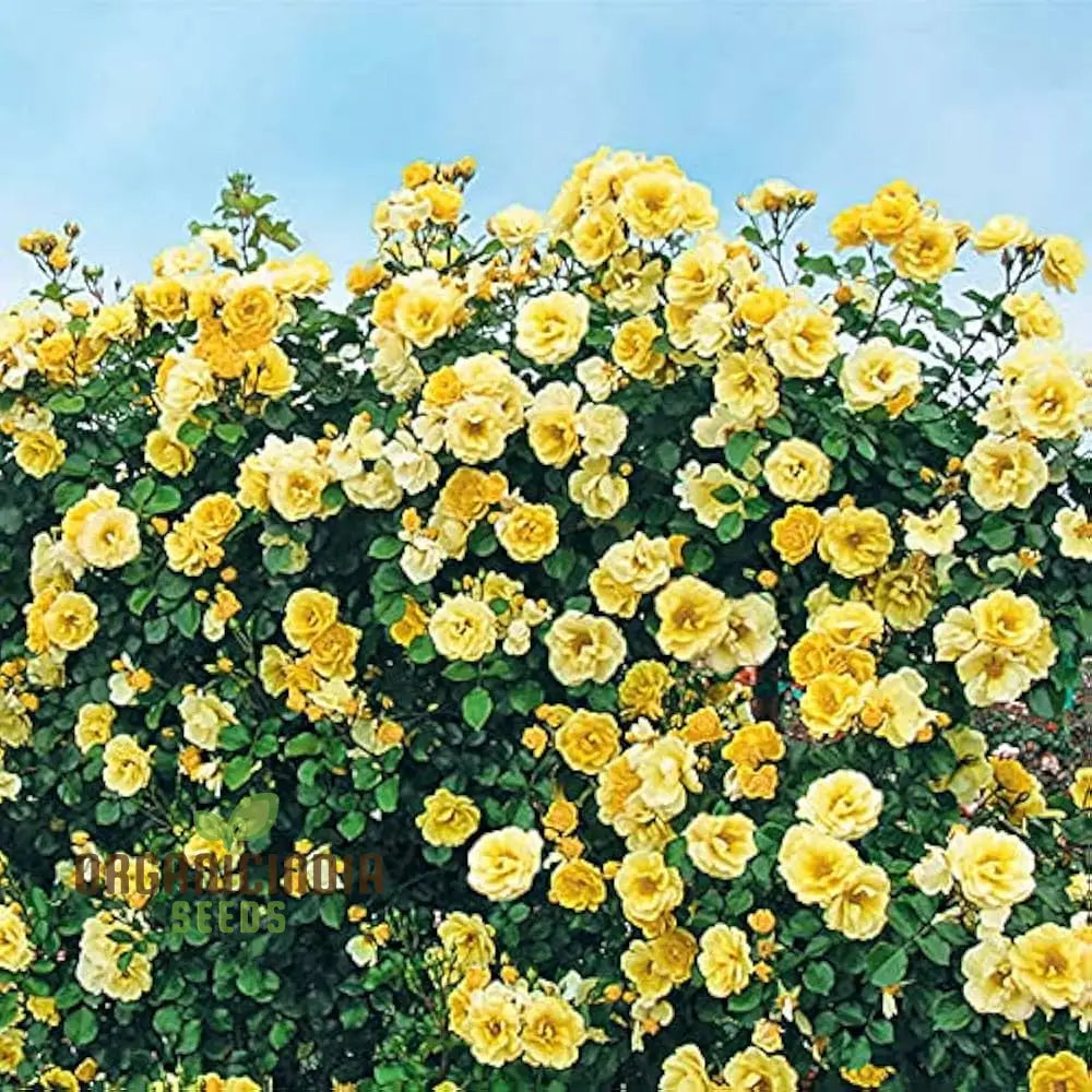 Yellow Climbing Rose Flower Seeds Pack - 20 High-Quality For Gardening Enthusiasts Beautiful Roses