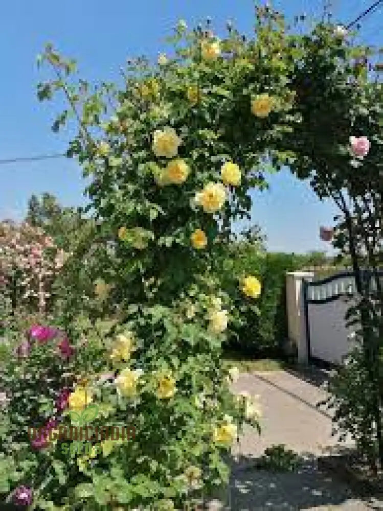 Yellow Climbing Rose Flower Seeds Pack - 20 High-Quality For Gardening Enthusiasts Beautiful Roses