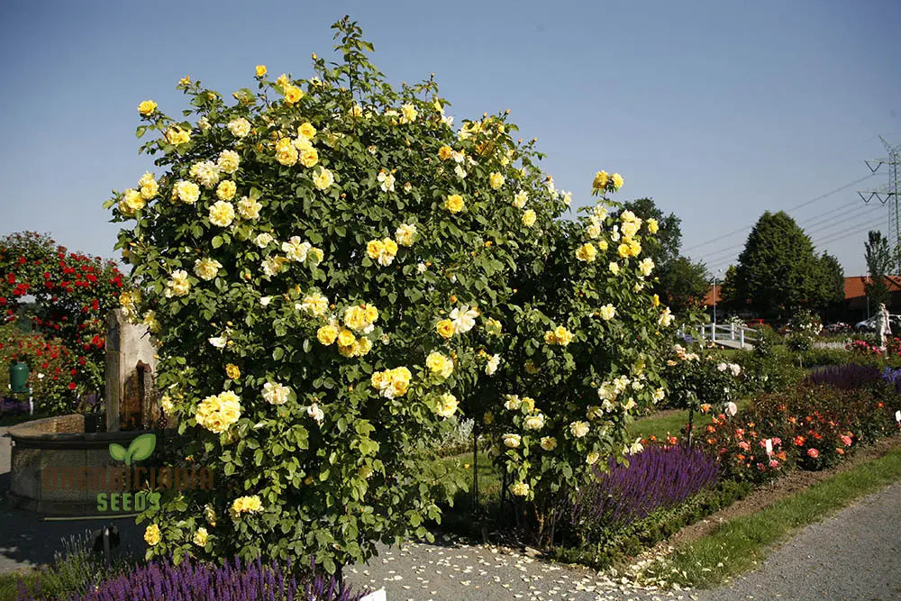 Yellow Climbing Rose Flower Seeds Pack - 20 High-Quality For Gardening Enthusiasts Beautiful Roses