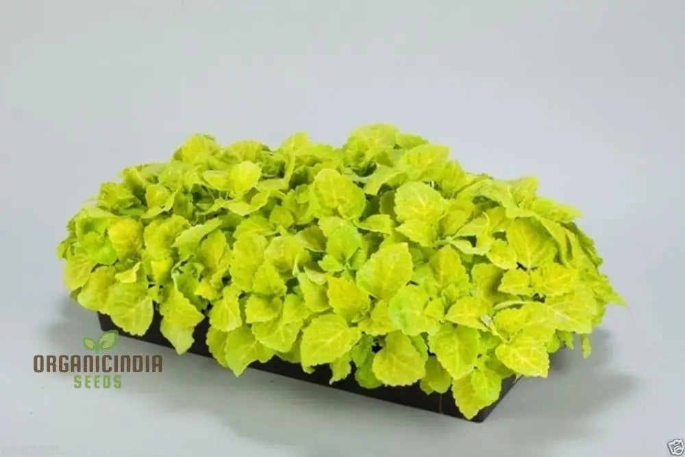 Yellow Coleus Seeds For Planting Premium High-Quality Vibrant Garden Plant