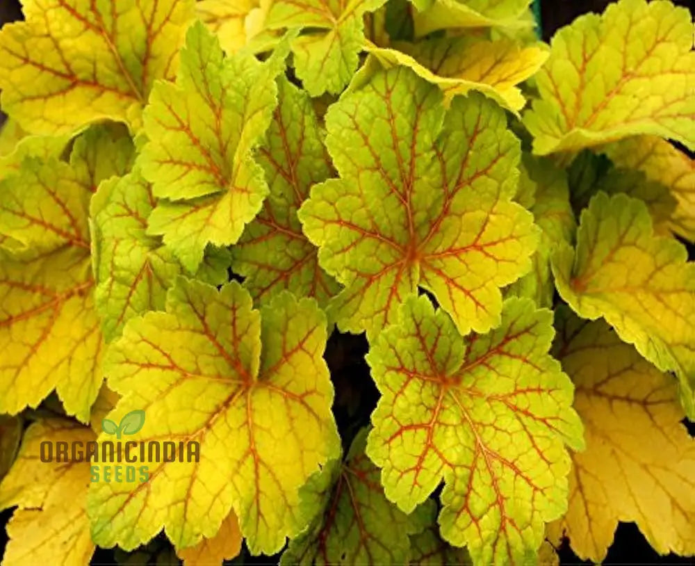 Yellow Coleus Seeds For Planting Premium High-Quality Vibrant Garden Plant