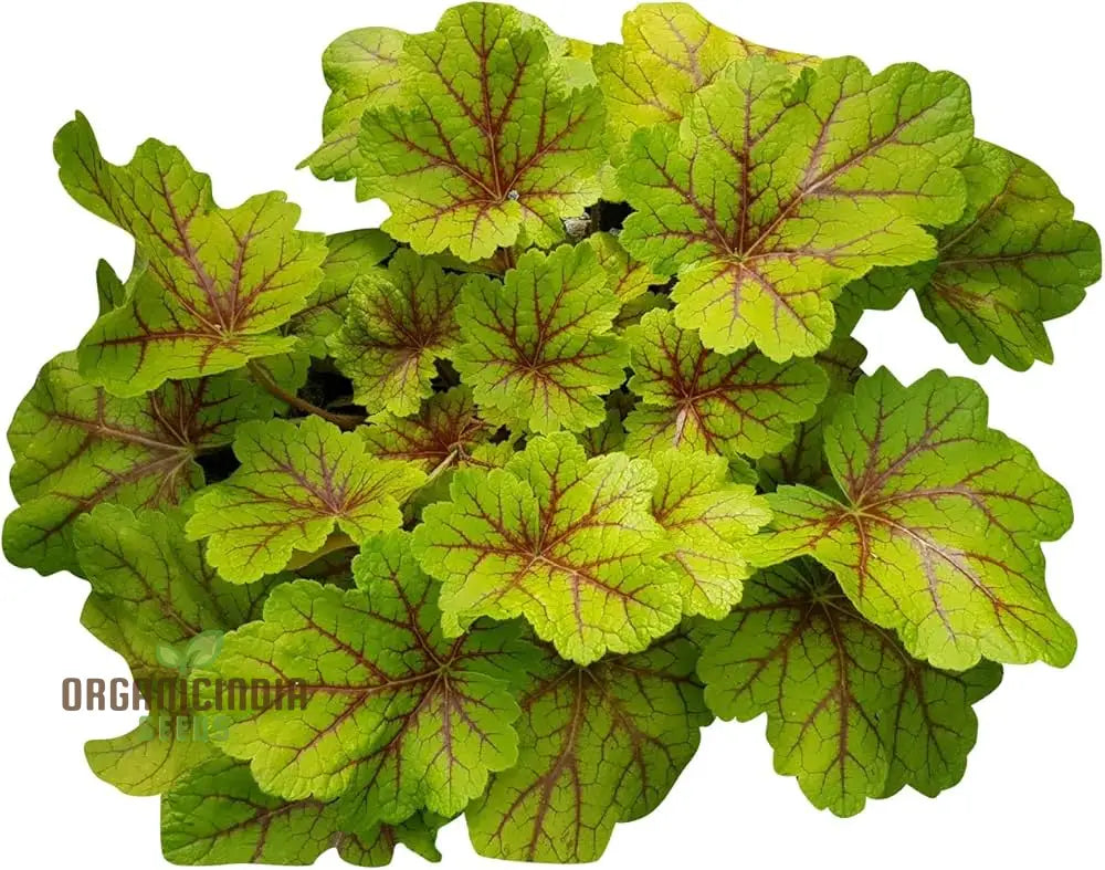 Yellow Coleus Seeds For Planting Premium High-Quality Vibrant Garden Plant