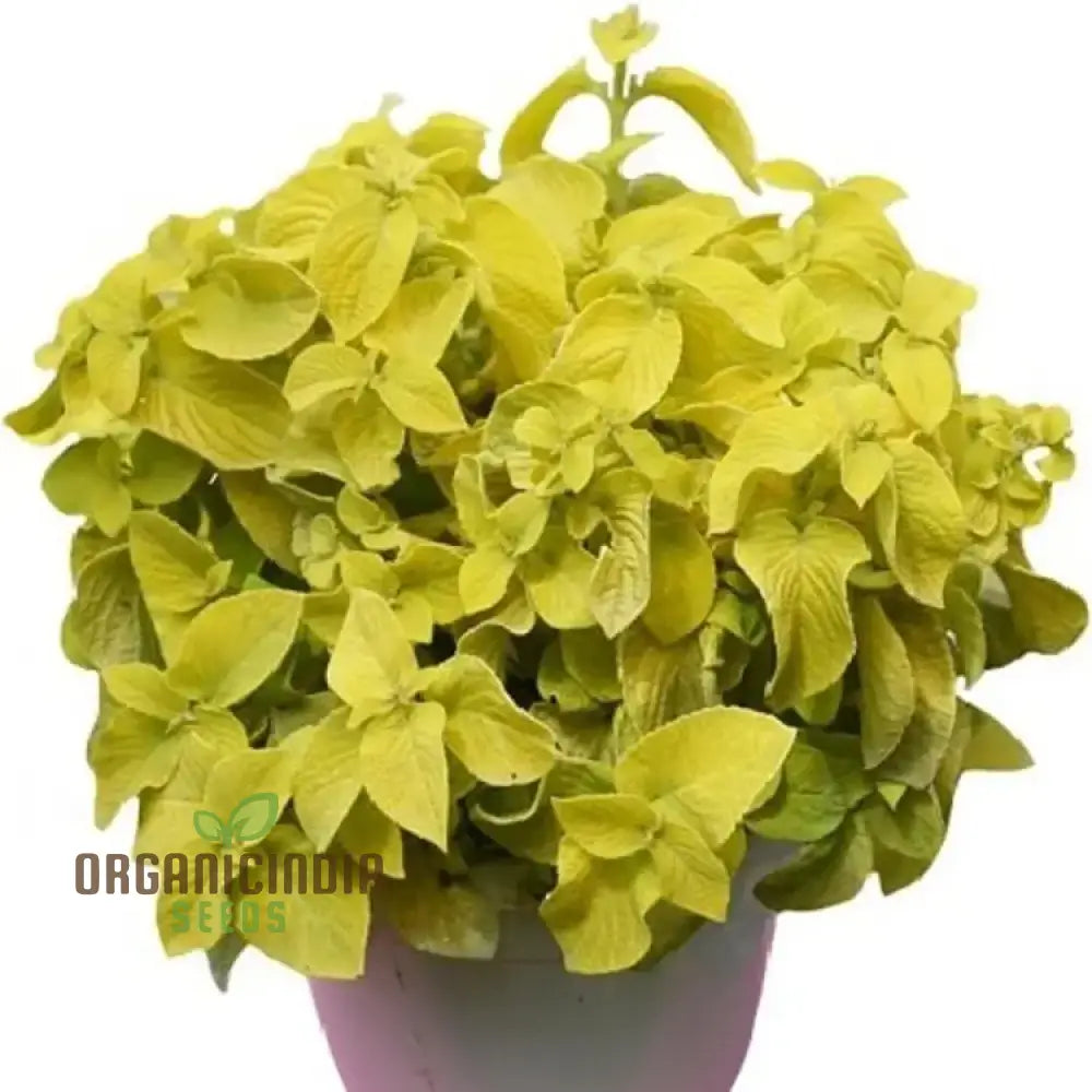 Yellow Coleus Seeds For Planting Premium High-Quality Vibrant Garden Plant