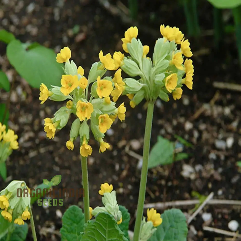 Yellow Cowslip Seeds For Planting An In-Depth Guide To And Growing Vibrant