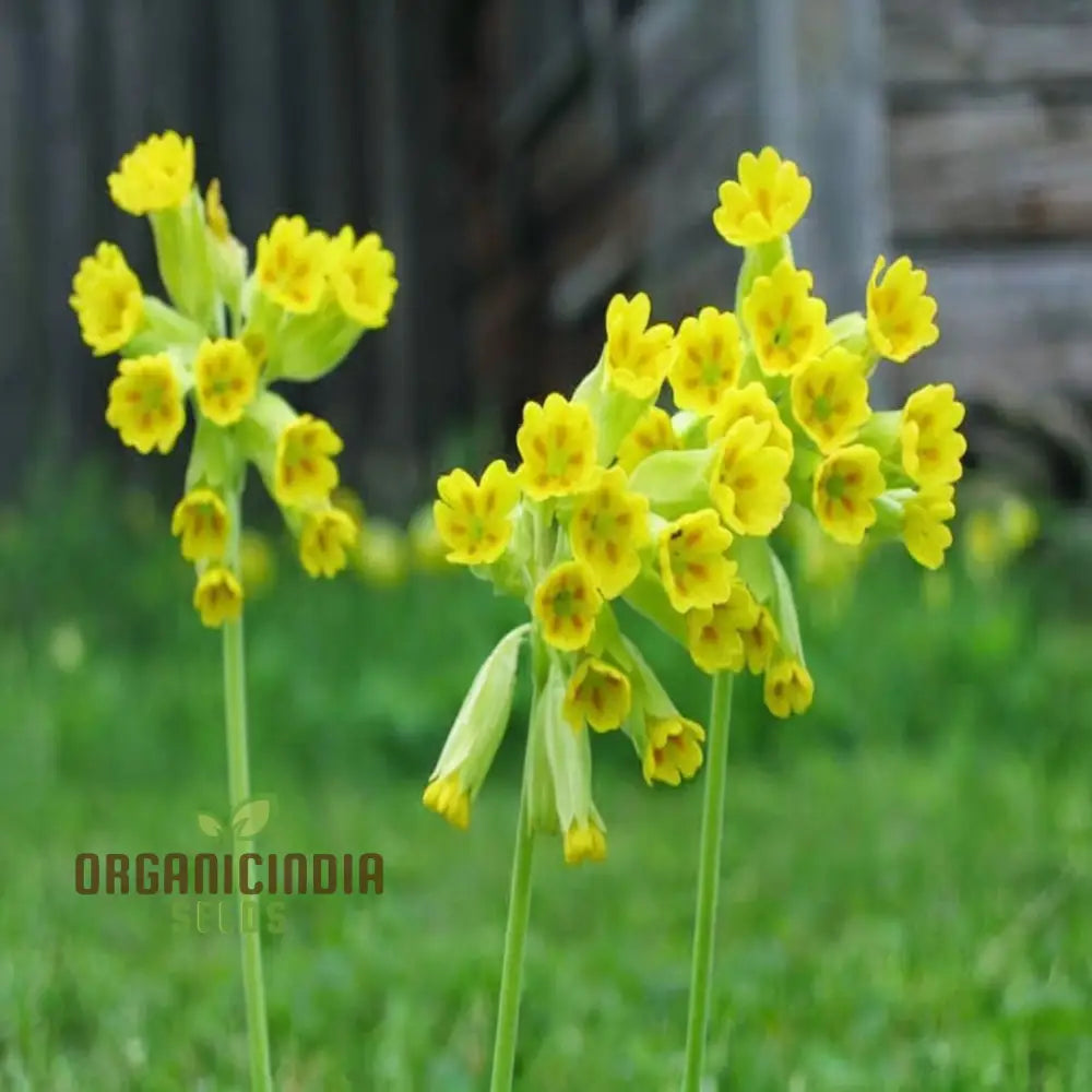 Yellow Cowslip Seeds For Planting An In-Depth Guide To And Growing Vibrant