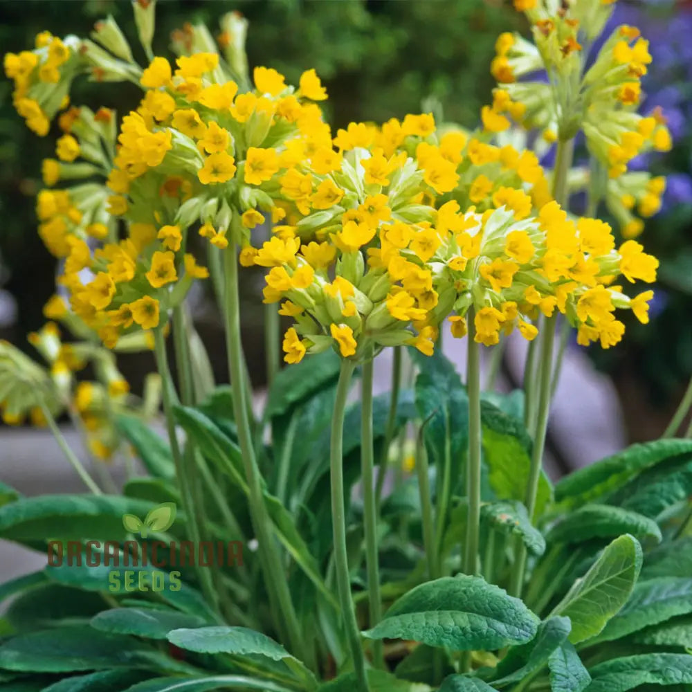 Yellow Cowslip Seeds For Planting An In-Depth Guide To And Growing Vibrant