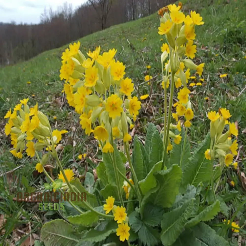 Yellow Cowslip Seeds For Planting An In-Depth Guide To And Growing Vibrant