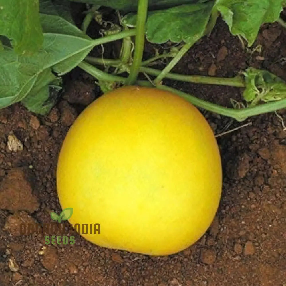 Yellow Cucumber Seeds Premium Grow Your Own Sunshine Vegetable Seeds Or Vibrant Gardens Vegetable