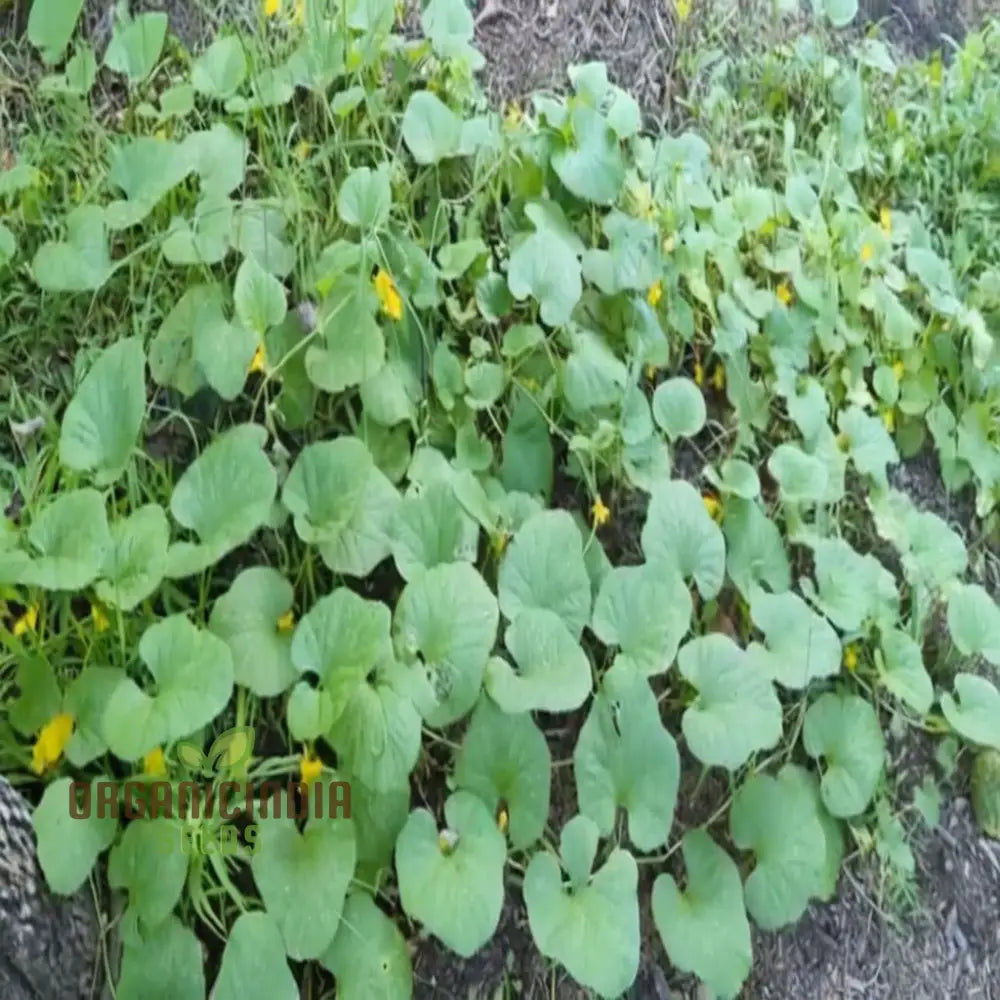 Yellow Cucumber Seeds Premium Grow Your Own Sunshine Vegetable Seeds Or Vibrant Gardens Vegetable