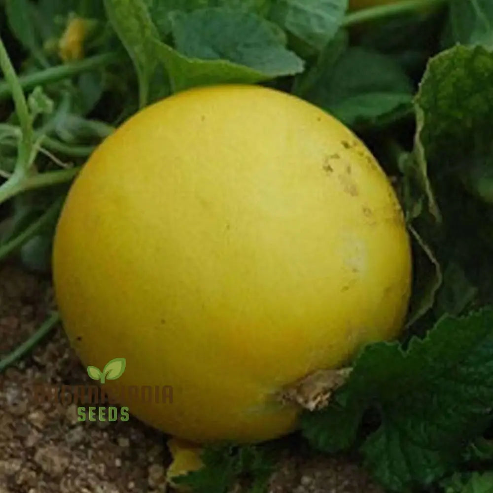 Yellow Cucumber Seeds Premium Grow Your Own Sunshine Vegetable Seeds Or Vibrant Gardens Vegetable