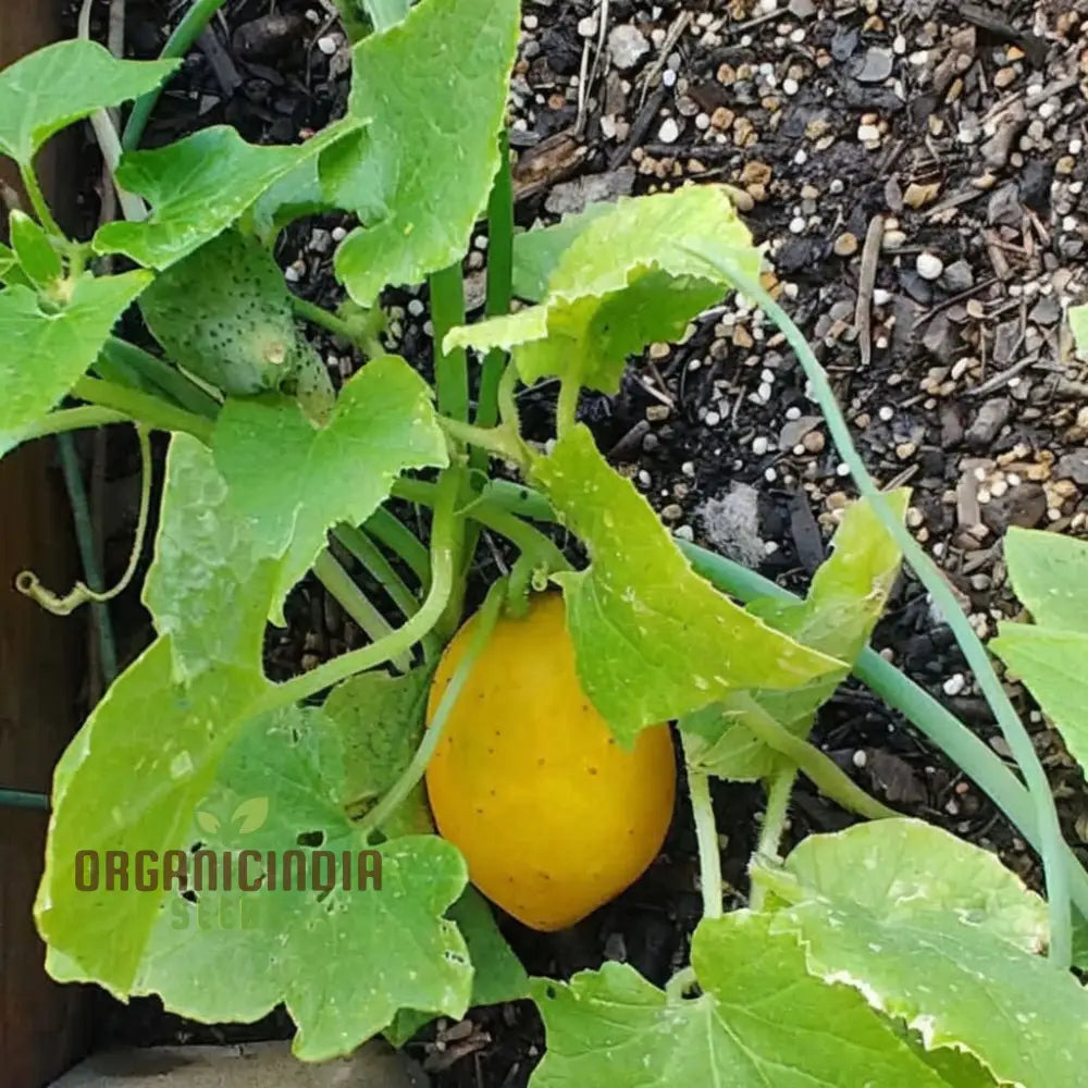 Yellow Cucumber Seeds Premium Grow Your Own Sunshine Vegetable Seeds Or Vibrant Gardens Vegetable