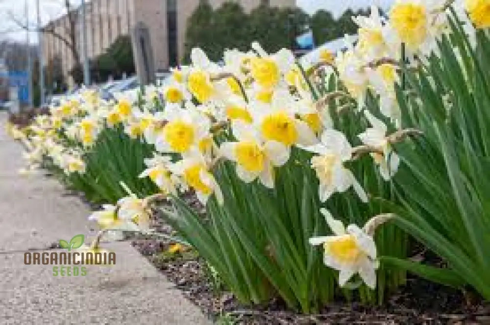 Yellow Daffodil Bulbs For Planting Fall Narcissus Flower Perennial (100 Seeds)