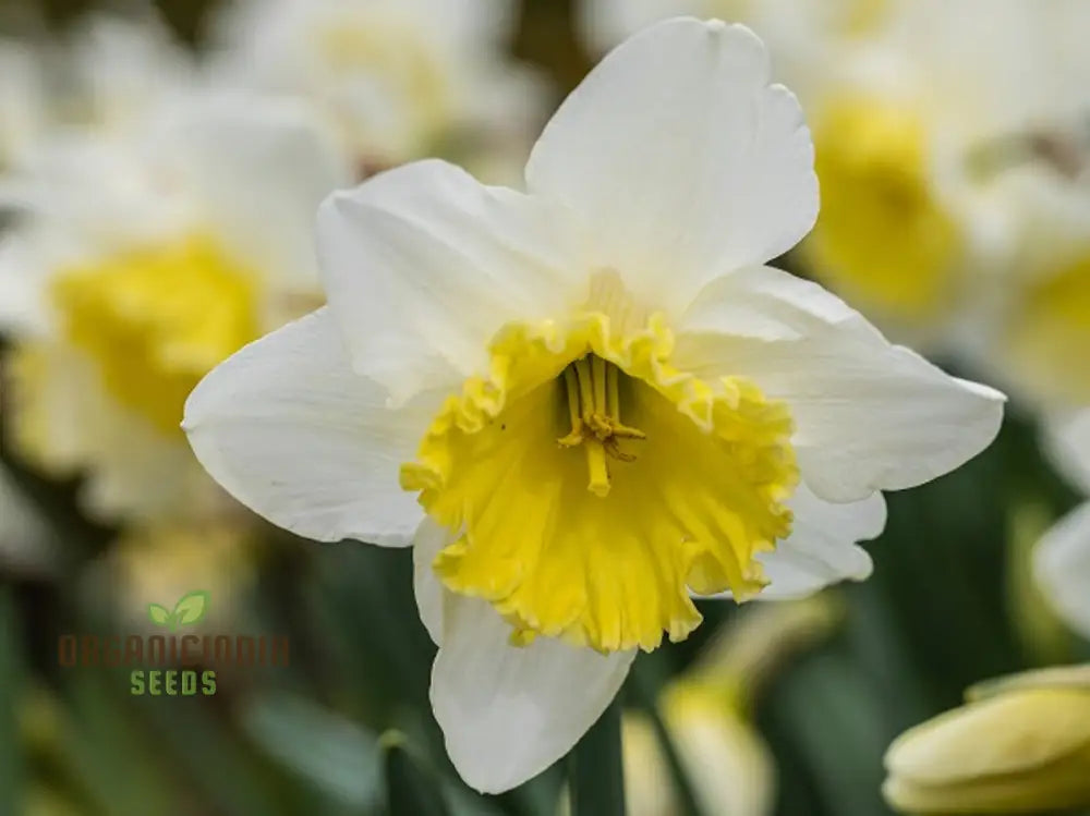 Yellow Daffodil Bulbs For Planting Fall Narcissus Flower Perennial (100 Seeds)