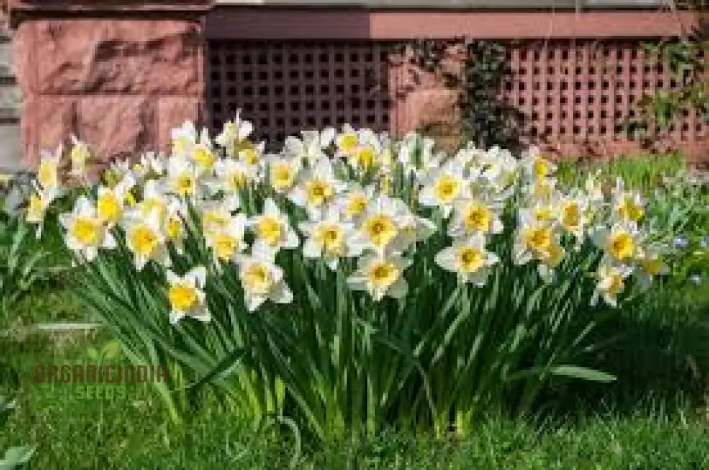 Yellow Daffodil Bulbs For Planting Fall Narcissus Flower Perennial (100 Seeds)