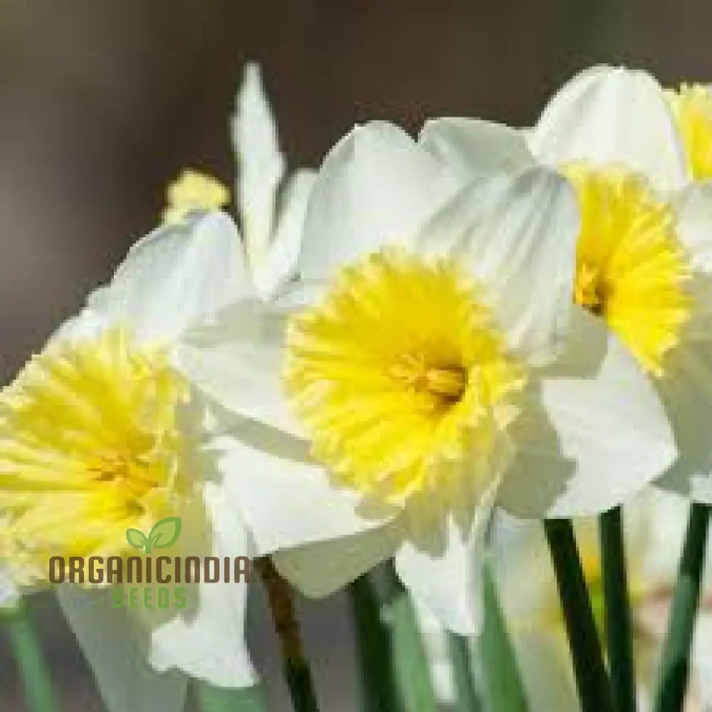 Yellow Daffodil Bulbs For Planting Fall Narcissus Flower Perennial (100 Seeds)