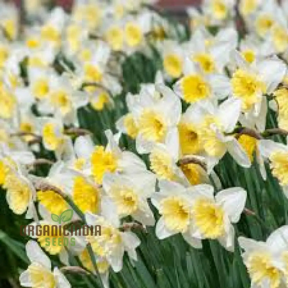 Yellow Daffodil Bulbs For Planting Fall Narcissus Flower Perennial (100 Seeds)